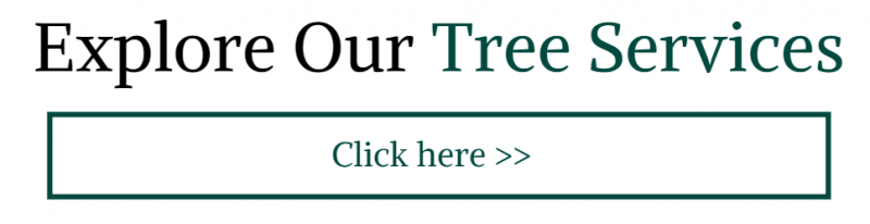 Click here to explore our tree services