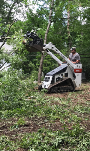 tree limb cleanup