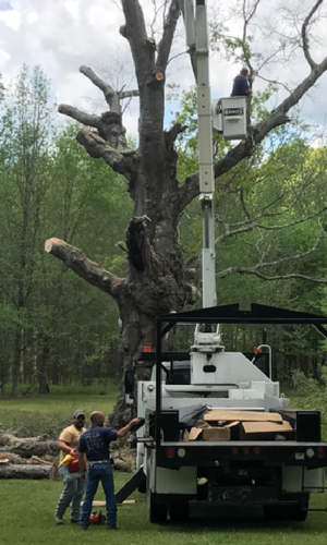 tree trimming or pruning