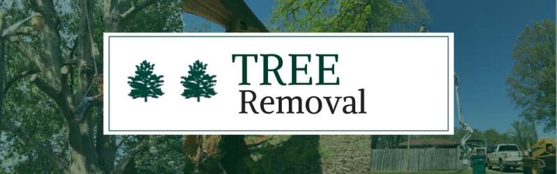 tree removal services