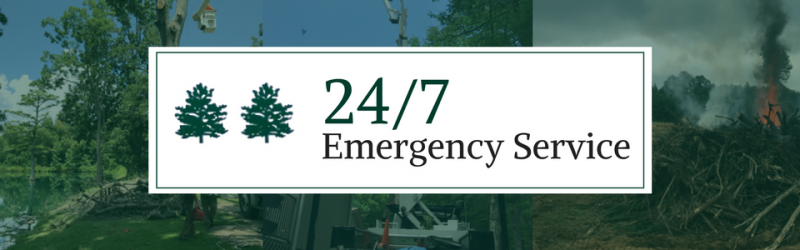 emergency tree services
